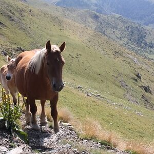 PyreneesAugust2011721.jpg