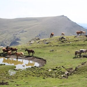 PyreneesAugust2011752.jpg