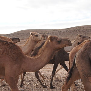 DSC00696_zpsivrseqw0.jpg