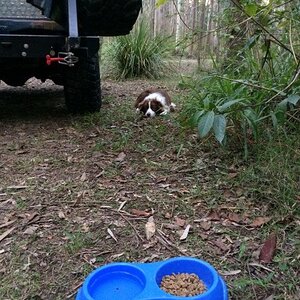 IMG_1250_zpsjc1fe1sf.jpg