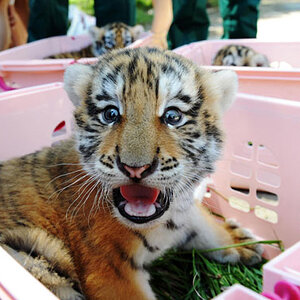 Siberian Tiger cub.jpg
