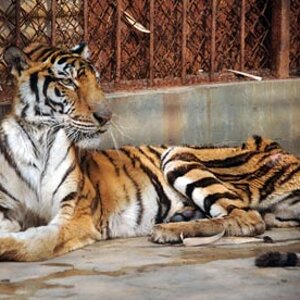 A-malnourished-tiger-in-a-002.jpg