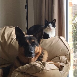Max & Sox on settee.jpg