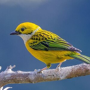 Silver throated Tanager.jpg