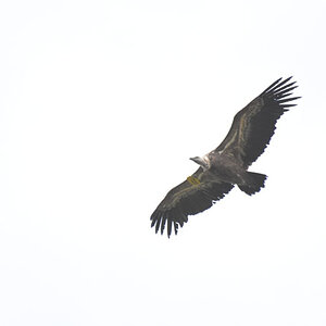 DSC_4595.jpg
