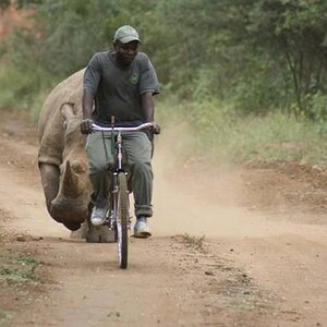 Hope he can pedal faster than that rhino can run....jpg