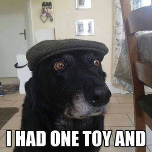 pup.jpg