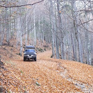 cruiser in monastery forest smaller.jpg