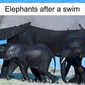 funny-animal-snapchats-fb__700-png.jpg