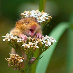 Laughing dormouse.jpg