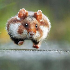 Hover hampster.jpg