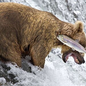 A slap in the face with a wet fish.jpg