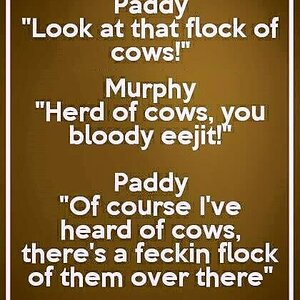 cows.jpg