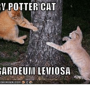 harry-potter-cat-sav-iningardeuinileviosa-icanhascheezeurger-com-8184924.png