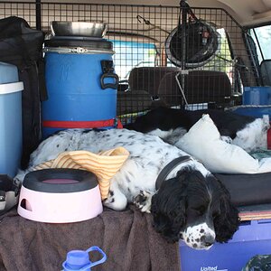 Dog Guard-2.jpg