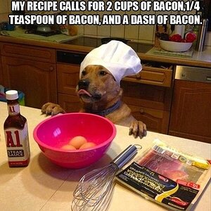 dog-needs-bacon.jpg