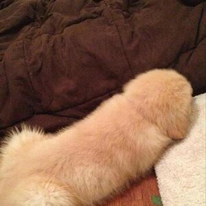 dog-looks-like-a-penis.jpg