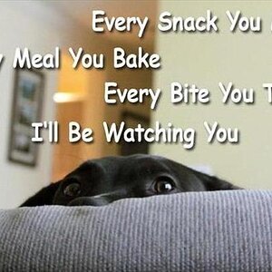 funny-dogs-watching-you.jpg