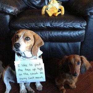 short-dogs-dog-shaming.jpg