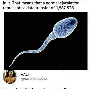 Sperm.jpg