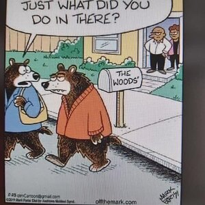 bear.jpg