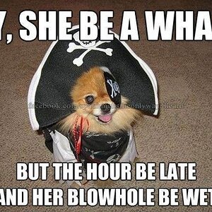 pirate dog.jpg