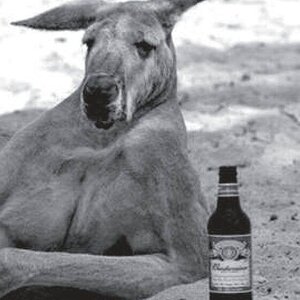 Skippy.jpg