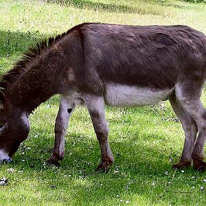 Donkey_1_arp_750px.jpg