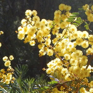 golden wattle