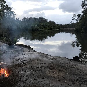 Coochin creek beerburrum forest