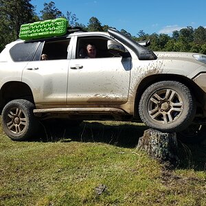 Posing on a stump