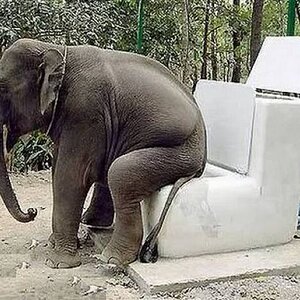 Elephant loo.jpg