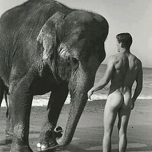 Elephant with a sense of humor.jpg