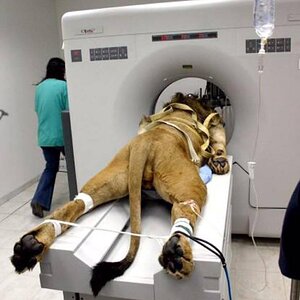 Just a lion getting a CAT scan..jpg