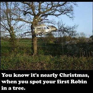 Robin.jpg