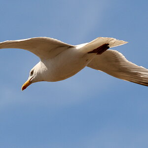 seagull.jpg