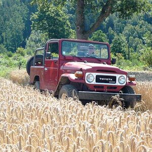 BJ46 cornfield.jpg
