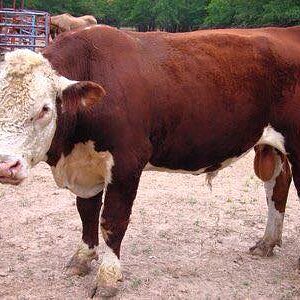 BULL.jpg
