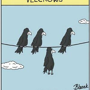 Velcrows.jpg