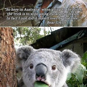 koalas.jpg