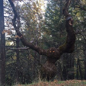 To whoever put the reflective eyes on this tree by the side of the road you are an asshole but a.jpg