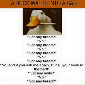 duck.jpg