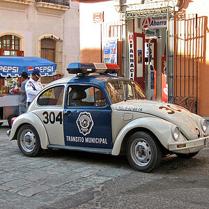 mexican-police-beetle-olivier.brisson421-l.jpg