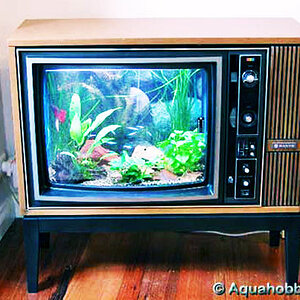 tv-fish-tank.jpg