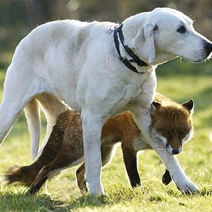 fox-hound-1465327i.jpg