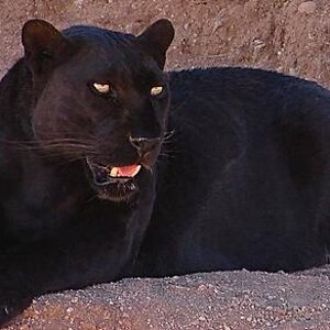 Blackleopard.jpg