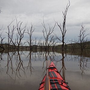 Da petrified forrest