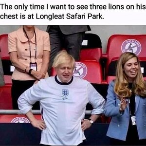 3 lions .jpg