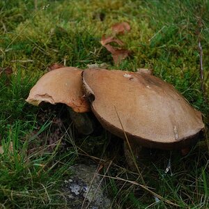 Mushroom1.jpg