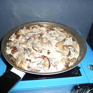 Mushroom2.jpg
